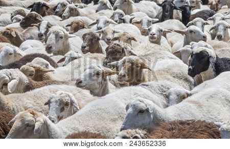 Sheep Grazing  In A Countryside Of Armenia