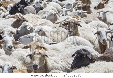 Sheep Grazing In A Countryside Of Armenia