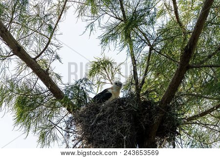 Juvenile Swallow-tailed Kite Elanoides Forficatus Eats A Lizard