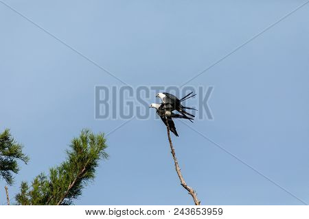Mating Pair Of Swallow-tailed Kite Elanoides Forficatus Perch On A Dead Tree In Naples, Florida