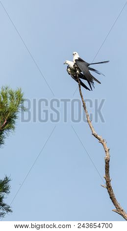 Mating Pair Of Swallow-tailed Kite Elanoides Forficatus