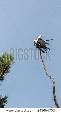 Mating Pair Of Swallow-tailed Kite Elanoides Forficatus