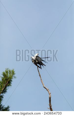 Mating Pair Of Swallow-tailed Kite Elanoides Forficatus