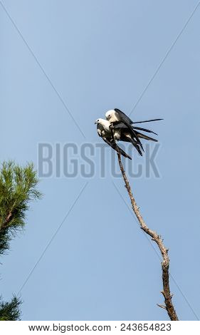 Mating Pair Of Swallow-tailed Kite Elanoides Forficatus