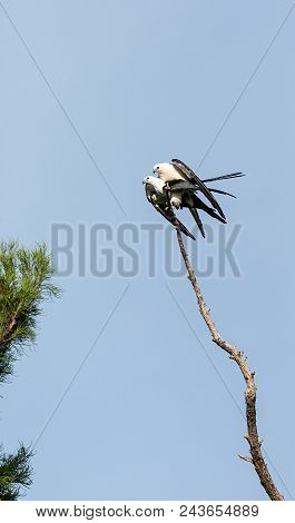 Mating Pair Of Swallow-tailed Kite Elanoides Forficatus