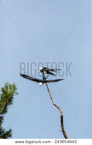 One Of A Pair Of Swallow-tailed Kite Elanoides Forficatus Flies Off  A Dead Tree In Naples, Florida