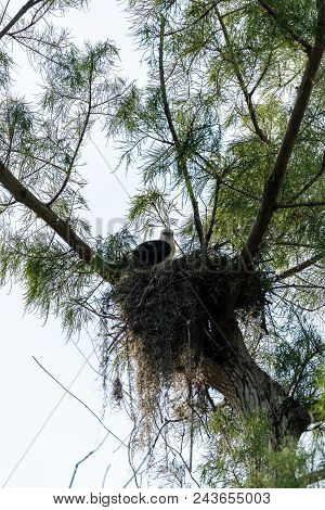 Fuzzy Head Of A Swallow-tailed Kite Elanoides Forficatus Juvenile In A Nest
