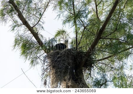 Fuzzy Head Of A Swallow-tailed Kite Elanoides Forficatus Juvenile In A Nest