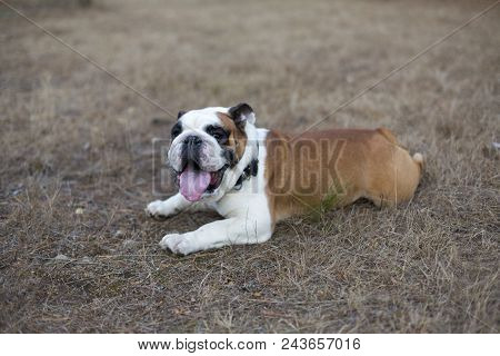 English Bulldog Portrait In The Wallking Park