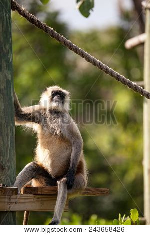 Hanuman Langur Monkey Semnopithecus Dussumieri Relaxes On A Dock Near The Water.