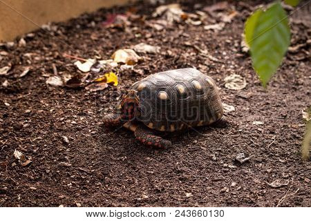 Red Footed Tortoise Chelonoidis Carbonaria