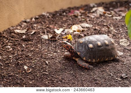 Red Footed Tortoise Chelonoidis Carbonaria