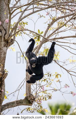Siamang Gibbon Symphalangus Syndactylus