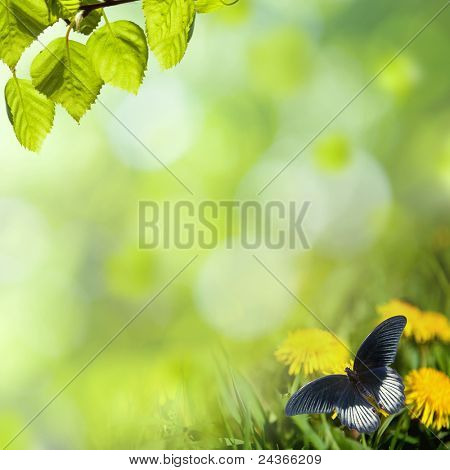 dandelions กับผีเสื้อในโดว์