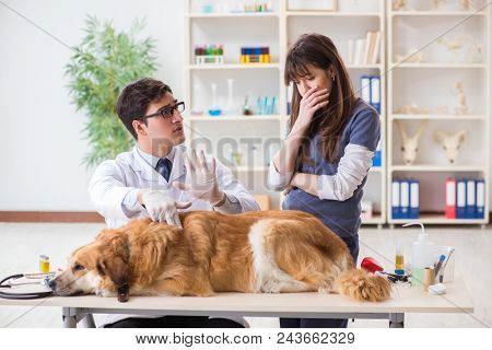 Doctor and assistant checking up golden retriever dog in vet cli