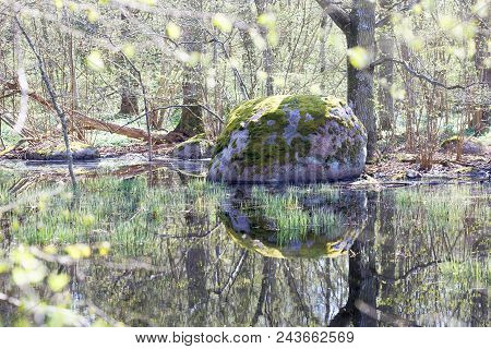 Large Stone Covered With Moss Reflecting In A Small Lake Or Swamp At Borgholm On The Island Oland, S