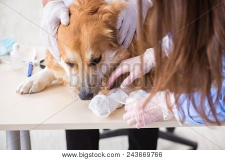 Doctor and assistant checking up golden retriever dog in vet cli