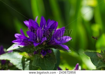 Beautiful Purple Flower Campanula Glomerata On A Blurry Background.