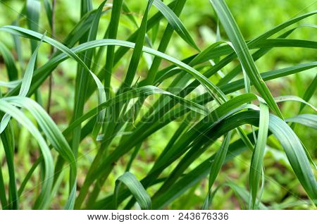 Garlic Chives (allium Tuberosum) Plant Growing In An Urban Garden