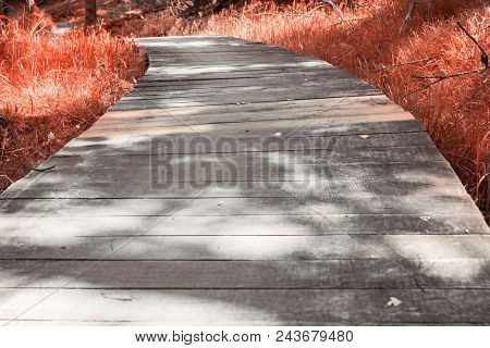 Wooden Bridge In The Forest, Tall Grass Overgrown Around The Bridge