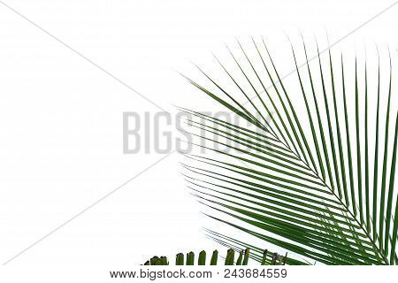 Coconut Tree Leaves On White Isolated Background For Green Foliage Backdrop