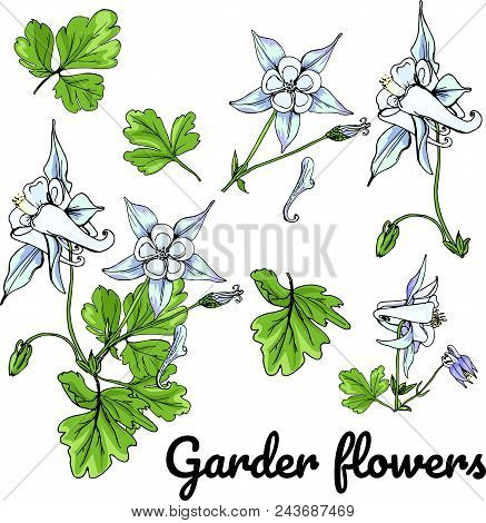 Set Garden Flowers. Sunny Wildfloer Illustration. Beautiful Vector Field Blossom