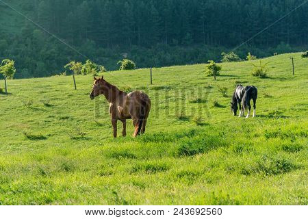 Beautiful Red Horse Grazing In A Meadow In Autumn.