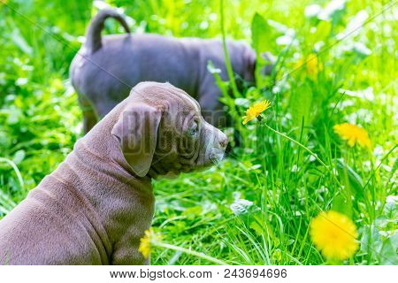Cute Little Dogs Sitting Among Yellow Flowers In Green Grass In The Park. Outdoors. Wallpaper. Best 