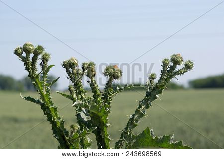 The Acanthoides Carduus L. - Roadside Thistle