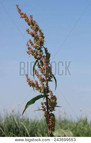 Meadow Dock (rumex Obtusifolius L.)