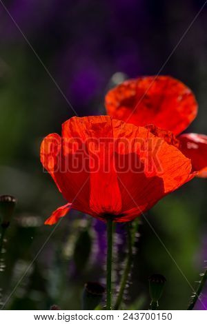 Poppy (papaver Rhoeas).