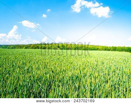 Green Spring Field Of Grain On Sunny Day With Blue Sky And White Clouds. Natural, Agricultural And R