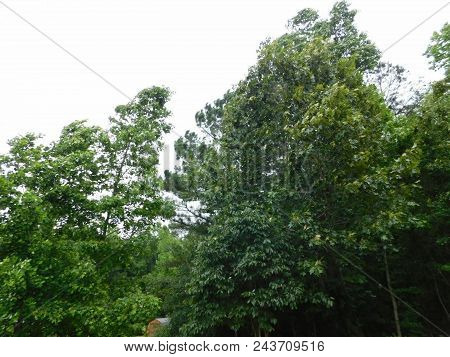 Top Of Trees Blowing In The Wind