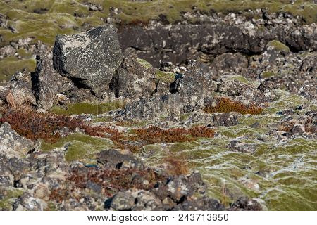 Moss-covered Rock Outcroppings In The Lava Fields Of Iceland Near Reykjavik