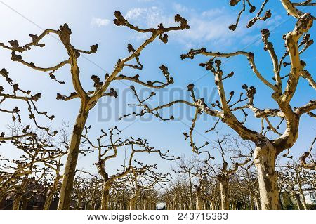 Picture Of The Plane Grove On The Mathildenhoehe In Darmstadt, Germany