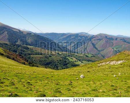 Beautiful Green Pasture High Up In The Pyrenees On The French Camino - St Jean Pied De Port, France