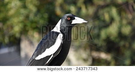 Closeup Of Australian Magpie Bird In Black And White Plumage Standing On A Fence. The Australian Mag