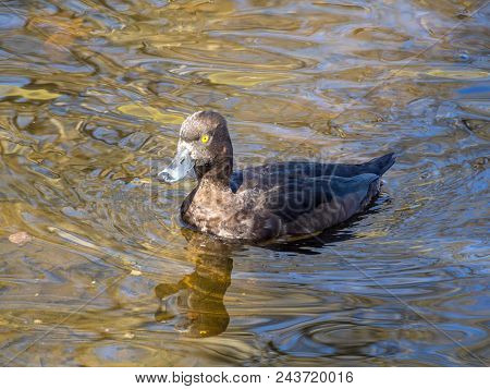 Duck Swimming In Blue Water (aythya Fuligula)
