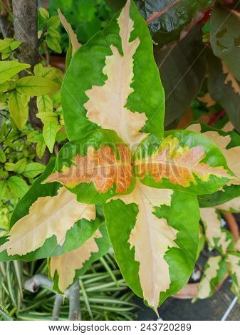 Top View Of Leaves Caricature Plant Or Graptophyllum Pictum As A Background, Natural Green And Pink 