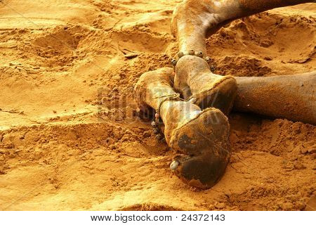 Camel Toes Image & Photo (Free Trial) | Bigstock