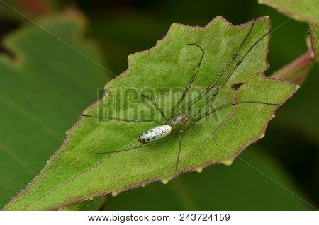 Macro Image Of A Silver Orb Spider , Leucauge Decorata