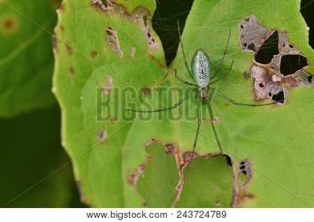 Macro Image Of A Silver Orb Spider , Leucauge Decorata