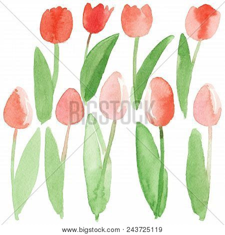 Spring Tulips Isolated. Abstract Watercolor Free-hand  Illustration For Postcard, Invitation, Banner