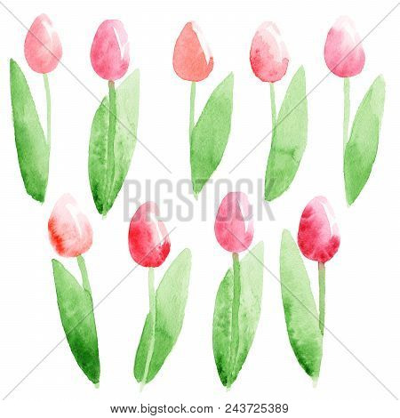 Spring Tulips Isolated. Abstract Watercolor Free-hand  Illustration For Postcard, Invitation, Banner