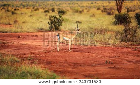 Grant's Gazelle (nanger Granti) Side View. Tsavo East National Park, Kenya