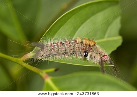 Close-up Of Moth Caterpillar, Jampue Hills, Tripura , India