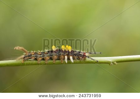 Close-up Of Moth Caterpillar, Jampue Hills, Tripura , India