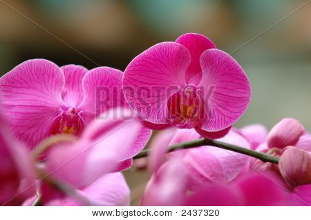 분홍색 난초