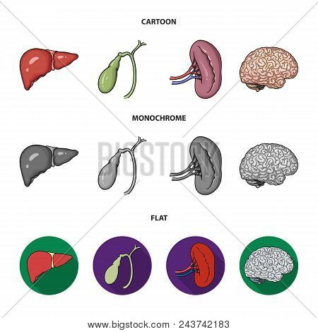 Liver, Gallbladder, Kidney, Brain. Human Organs Set Collection Icons In Cartoon, Flat, Monochrome St