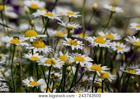 Chamomile  (matricaria Chamomilla).